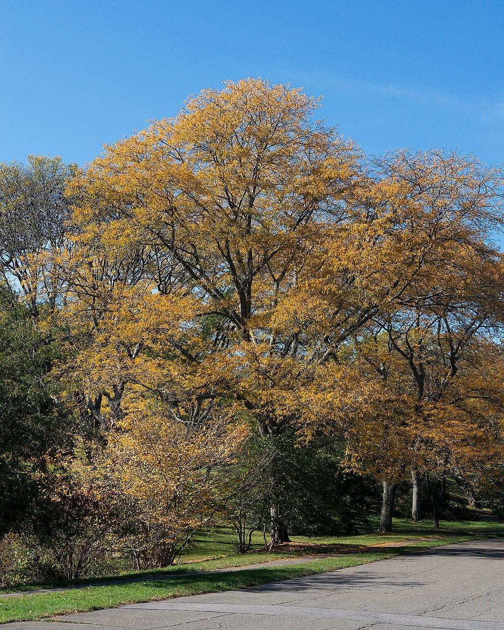 11 Deer Resistant Plants, Shrubs, & Trees Perfect for Bozeman and Big